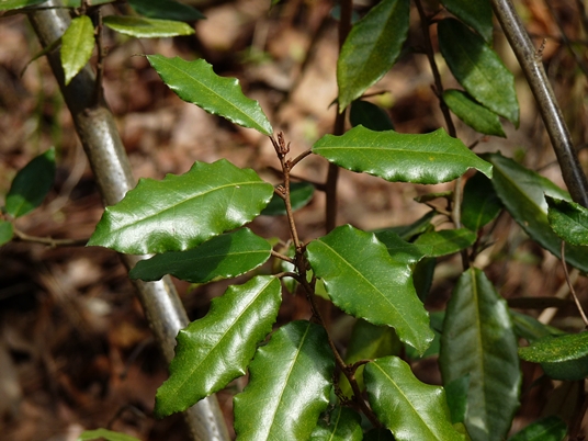 {Elaeagnus pungens}